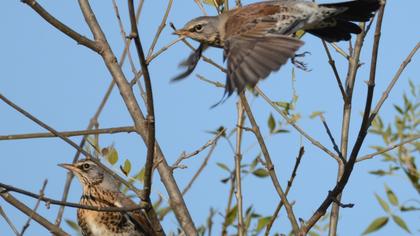 Fieldfare