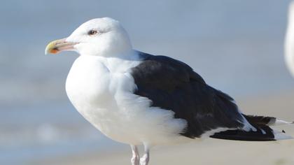 Great Black-backed Gull