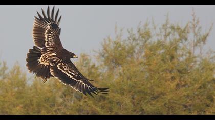Greater Spotted Eagle