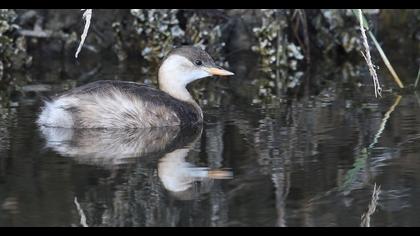 Little Grebe