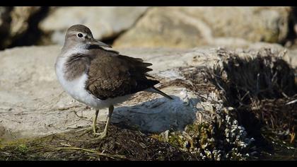 Common Sandpiper