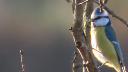 Eurasian Blue Tit