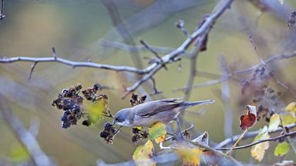 Lesser Whitethroat
