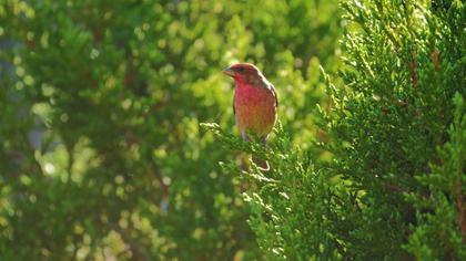 Common Rosefinch