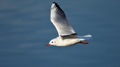 Black-headed Gull