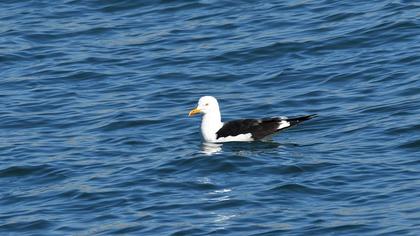 Lesser Black-backed Gull