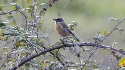 European Stonechat