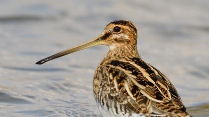 Common Snipe