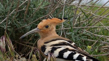 Eurasian Hoopoe