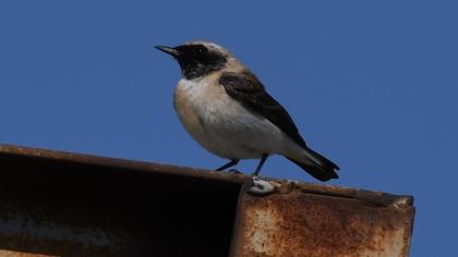 Black-eared Wheatear