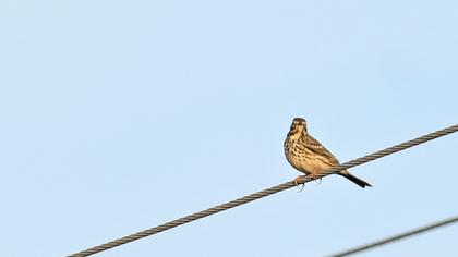 Meadow Pipit