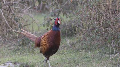 Common Pheasant