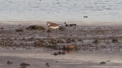 Kentish Plover