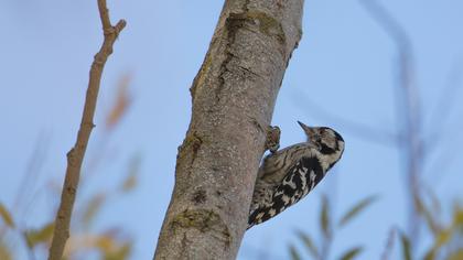 Lesser Spotted Woodpecker