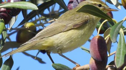 Willow Warbler