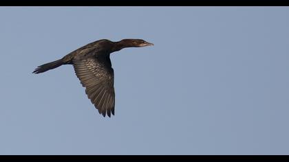 Pygmy Cormorant