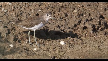 Green Sandpiper