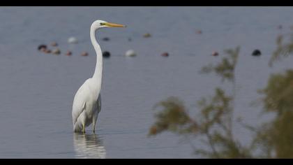Great Egret