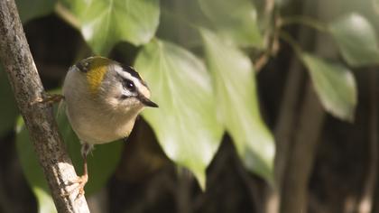 Sürmeli çalıkuşu