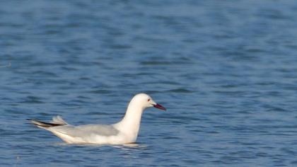 Slender-billed Gull