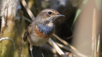 Bluethroat