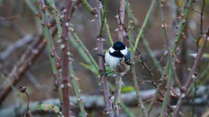 Coal Tit