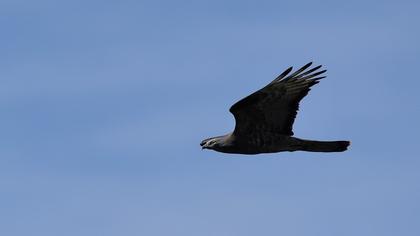 European Honey Buzzard