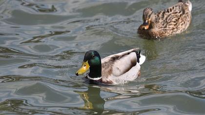 Mallard