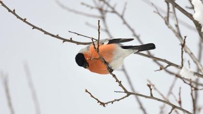 Eurasian Bullfinch