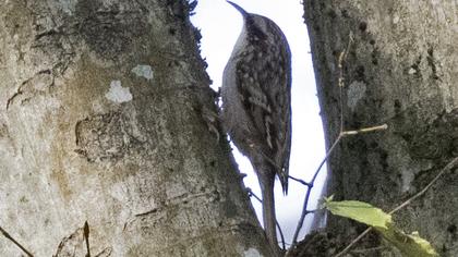 Short-toed Treecreeper