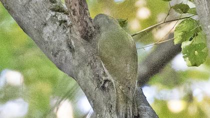 Grey-headed Woodpecker