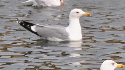 Armenian Gull