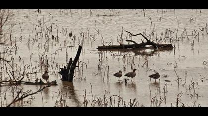 Taiga/Tundra Bean Goose