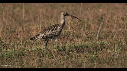 Eurasian Curlew