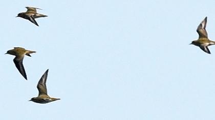 European Golden Plover