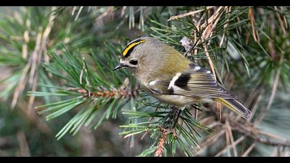 Goldcrest