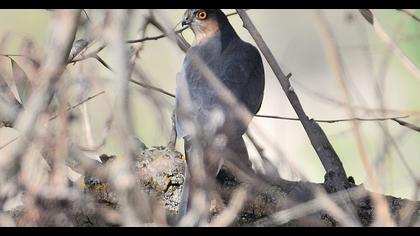 Eurasian Sparrowhawk