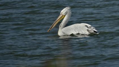 Dalmatian Pelican