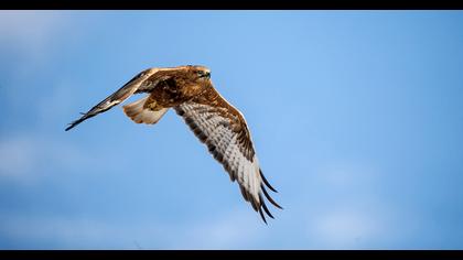 Long-legged Buzzard