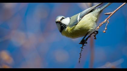 Eurasian Blue Tit