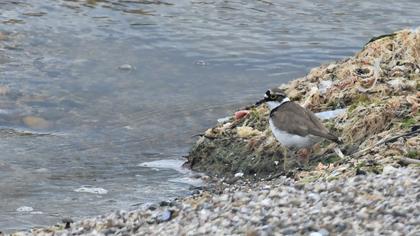 Little Ringed Plover