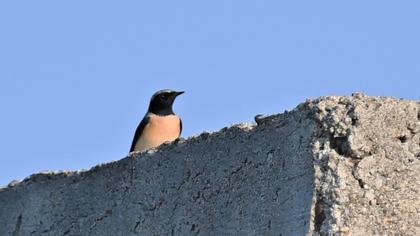 Black-eared Wheatear