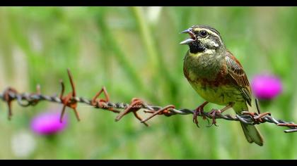 Cirl Bunting