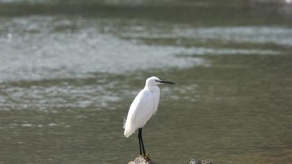 Little Egret