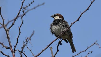 Spanish Sparrow