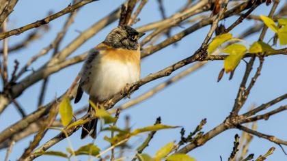 Brambling