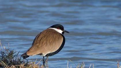 Spur-winged Lapwing