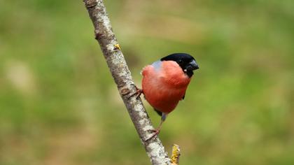 Eurasian Bullfinch