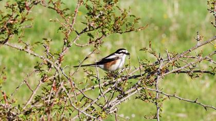 Masked Shrike