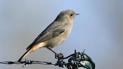 Black Redstart
